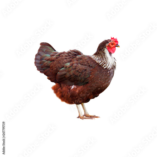 Wallpaper Mural Red and white chicken isolated on white background. Red feathers with a green tint, motley chicken Torontodigital.ca
