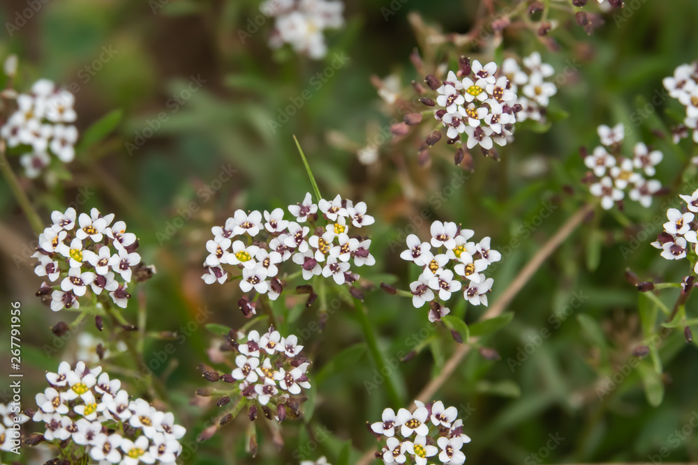Sweet Alyssum Flowers in Bloom in Springtime Sweet Alyssum Flowers in Bloom in Springtime