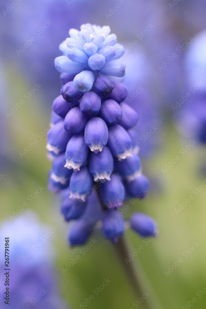 Grape hyacinth, blue flower on green background Grape hyacinth, blue flower on green background