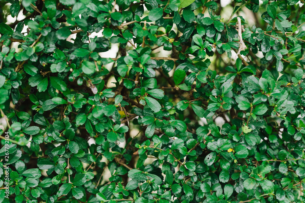 Green Leaves texture background.Summer abstract theme. Green Leaves texture background.Summer abstract theme.
