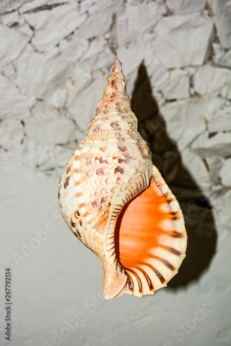 maldivian shell
