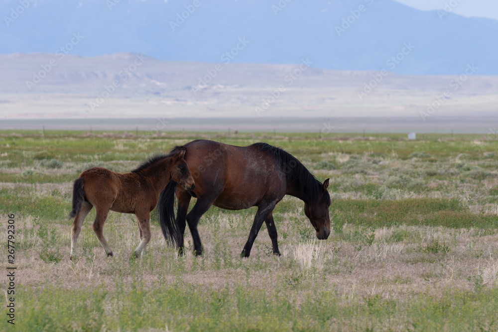 Wild Horse Mare and Foal in Utah in Spring Wild Horse Mare and Foal in Utah in Spring