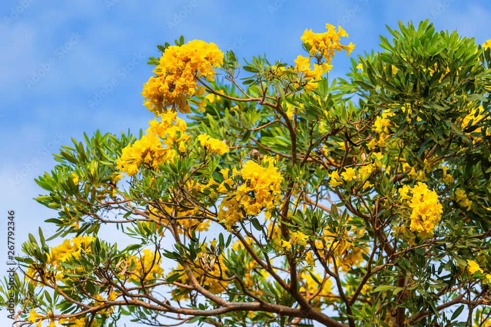 Golden trumpet tree at Park in on blue sky background. Golden trumpet tree at Park in on blue sky background.