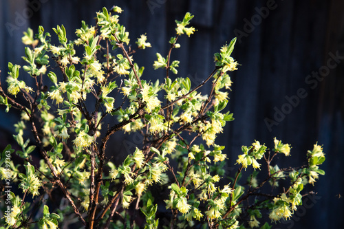 The blooming flowers of the winter honeysuckle Lonicera fragrantissima standishii , or January jasmine, Chinese honeysuckle. Flower on a beautiful natural background. Selective focus.