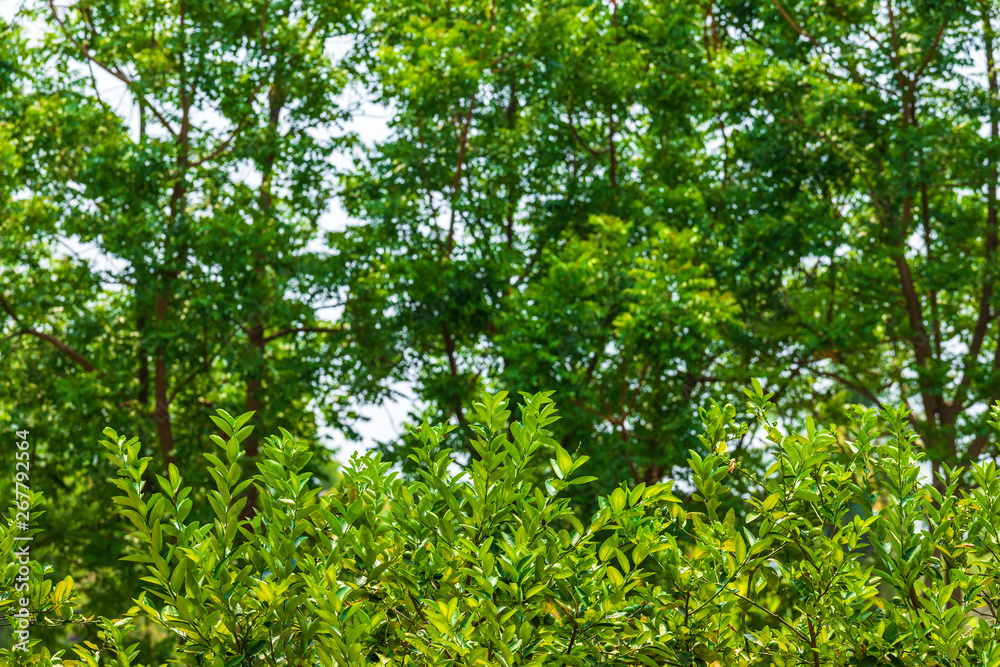 Green leaves, leaves Lemon tree on bokeh blurred natural background.
