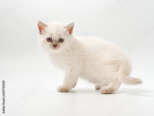 little funny kittens on a white background © makam1969