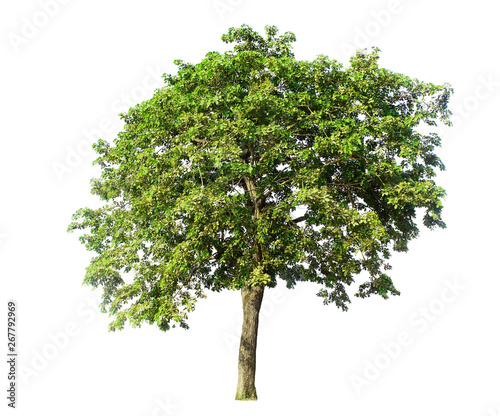 Big tree isolated on white background with clipping paths