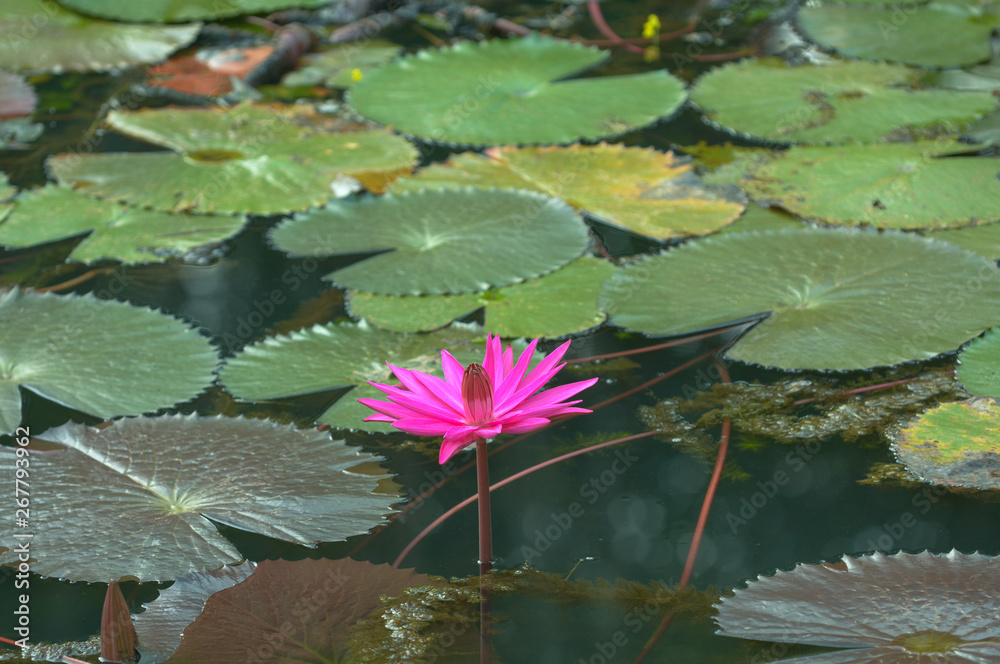 Beautiful waterlily or lotus flower in pond Beautiful waterlily or lotus flower in pond