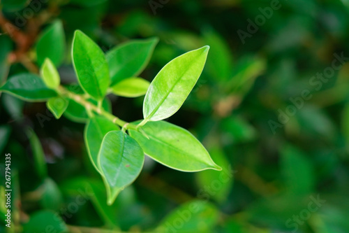 leaf, leaves, green, background, white, nature