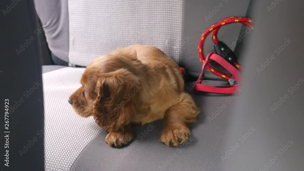 Cocker spaniel puppy laying on back seat of the car Stock Video Adobe