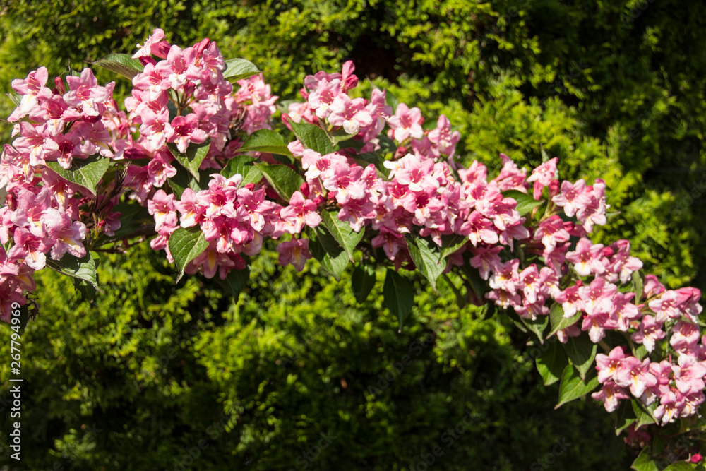 Blooming pink beige flowers on a round branch in the garden on the background of green thuja. Blooming pink beige flowers on a round branch in the garden on the background of green thuja.