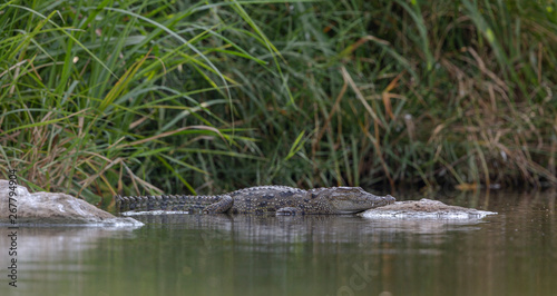 Indian Crocodile basking in the sun.