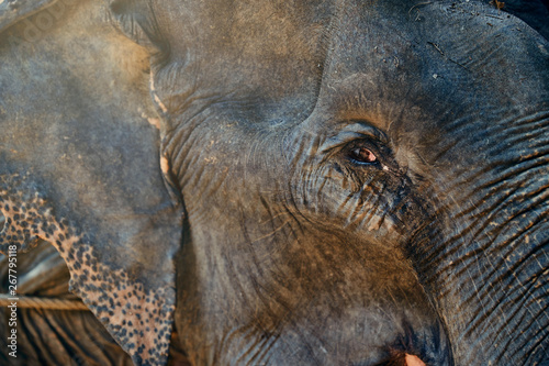 Asian elephant at an animal sanctuary in Thailand