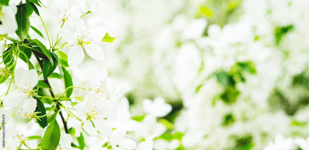 Beautiful floral spring abstract nature background with branches of blossoming apple tree with soft focus. Spring-summer greetings cards with copy space.