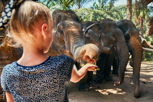 Little girl feeding a banana to an Asian elephant photo