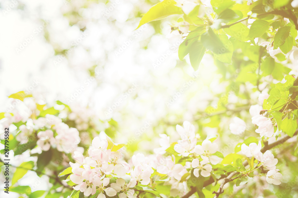 Beautiful floral spring abstract nature background with branches of blossoming apple tree with soft focus and sun's rays through the leaves. Spring-summer greetings cards with copy space. Beautiful floral spring abstract nature background with branches of blossoming apple tree with soft focus and sun's rays through the leaves. Spring-summer greetings cards with copy space.