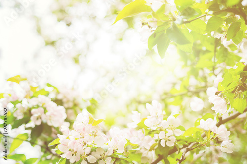 Beautiful floral spring abstract nature background with branches of blossoming apple tree with soft focus and sun's rays through the leaves. Spring-summer greetings cards with copy space.