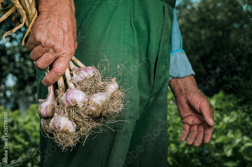 Organic vegetables. Fresh organic garlic in the hands of farmers. Garlic harvest, autumn harvest.