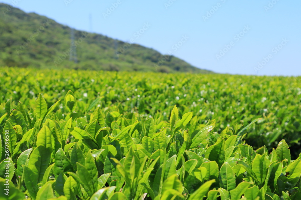 Tea plantation under blue sky in May Tea plantation under blue sky in May