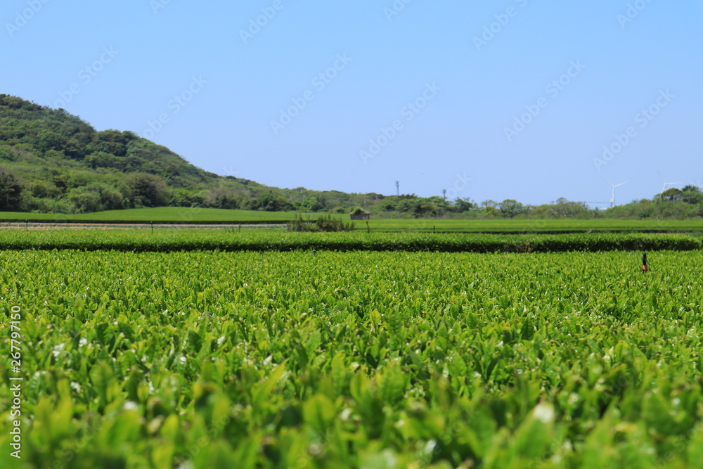 Tea plantation under blue sky in May