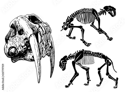 Graphical set of skeletons of saber-toothed tiger on white background,vector illustration, anthropology photo