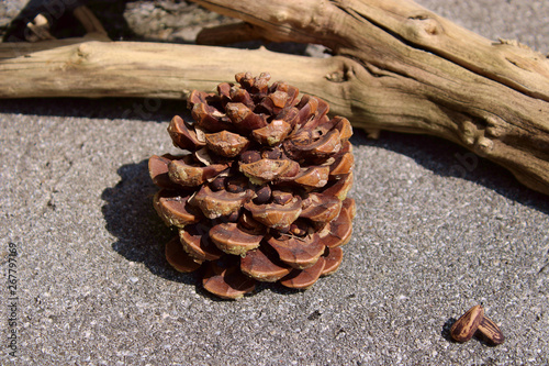 pine cone decorated on concrete surface