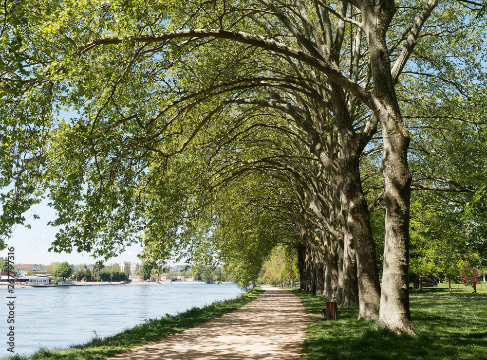 Les parcs de Vichy. Sentier de promenade, route thermale sous les platanes au bord du lac d'Allier Les parcs de Vichy. Sentier de promenade, route thermale sous les platanes au bord du lac d'Allier
