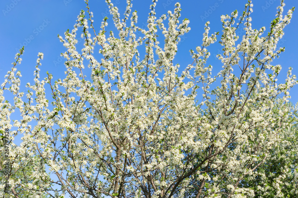 Fluffy, snow-white plum branches with young green leaves on the background of a blue cloudless sky. White plum blossoms. Stormy spring bloom. Sunny morning.