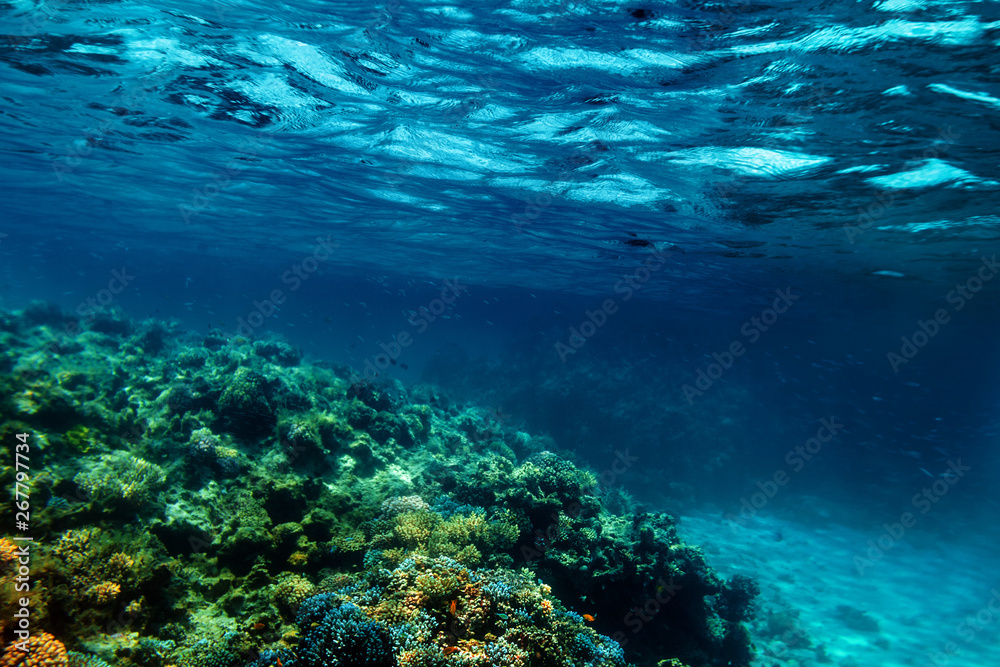 Fototapeta premium a Underwater coral reef on the red sea