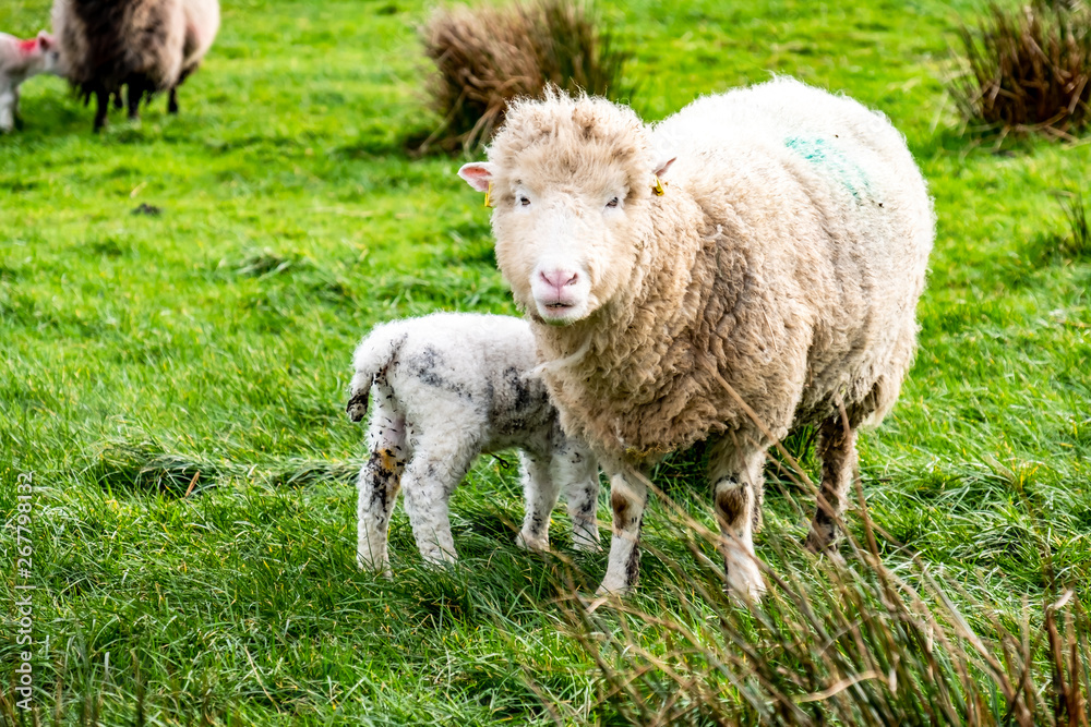 Cute little lambs grazing in a field in Ireland Cute little lambs grazing in a field in Ireland