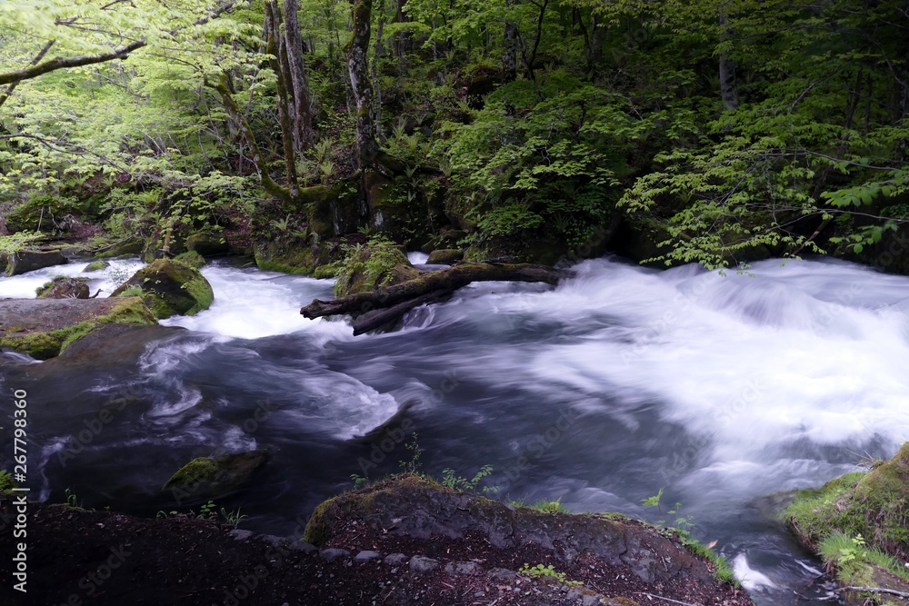 Obraz premium 《奥入瀬渓流》青森県十和田市
