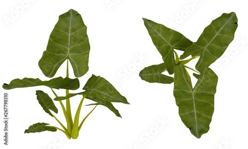 Green Tropic Tree
