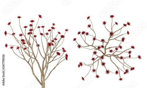 Red Leaf Tropic Tree