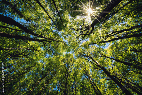 Looking up Green forest. Trees with green Leaves, blue sky and sun light. Bottom view background © Stephen Davies