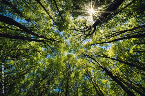 Panel kuchenny z motywem Looking up Green forest. Trees with green Leaves, blue sky and sun light. Bottom view background