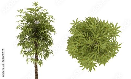 Green Tropic Tree