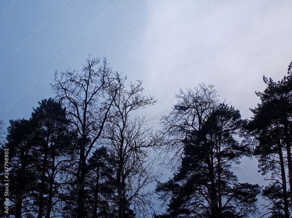 plane through the trees on a cloudy day plane through the trees on a cloudy day