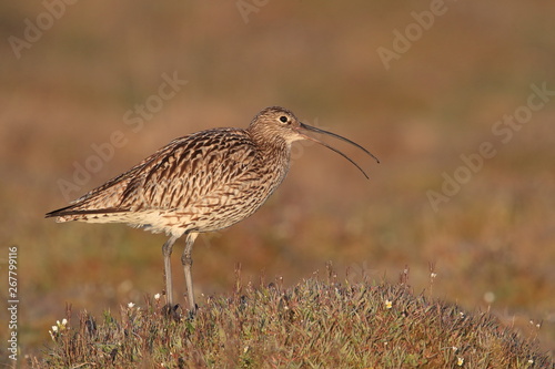  Eurasian curlew (Numenius arquata) oeland.sweden photo