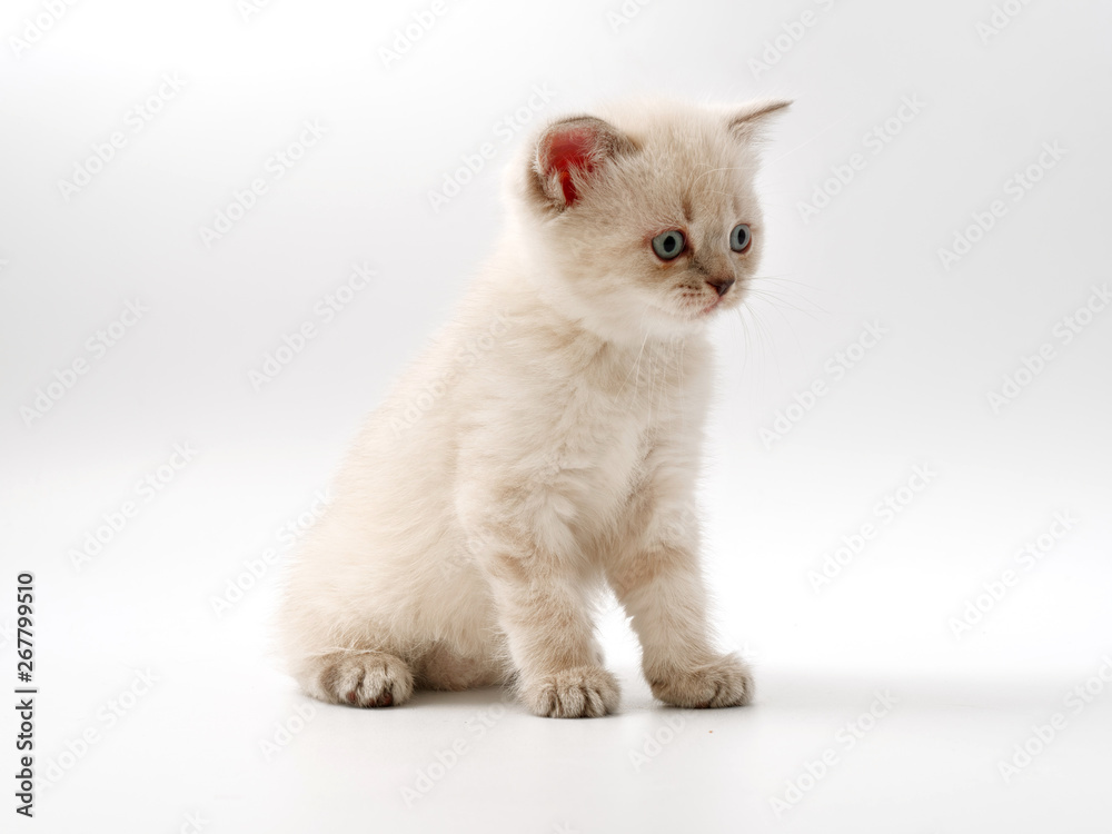 little funny kittens on a white background