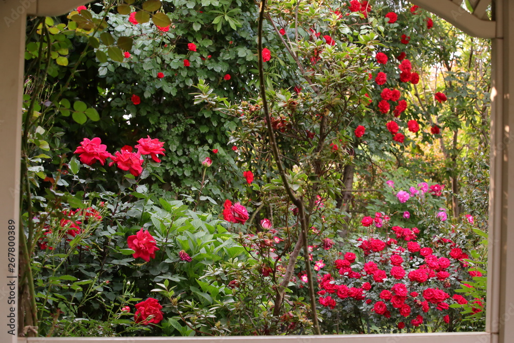 窓から覗いた薔薇のジャングル