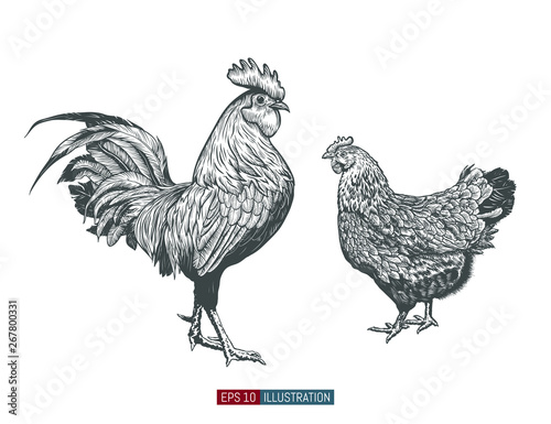 Hand drawn rooster and chicken isolated. Engraved style vector illustration. Template for your design works.