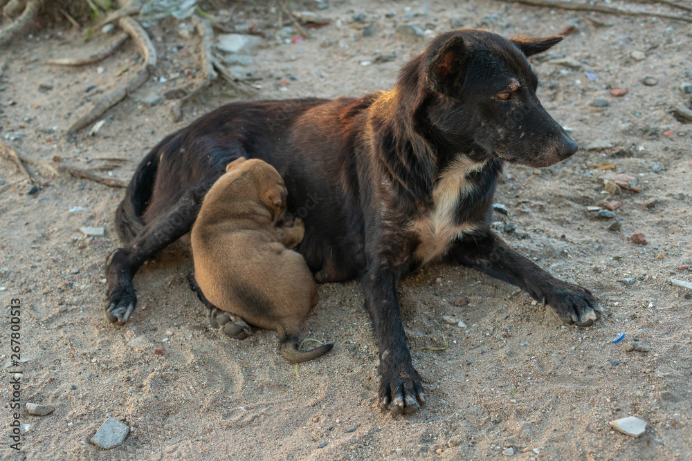 Thai puppies are sucking milk from breast of mother dog.