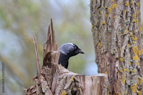 western jackdaw (Coloeus monedula) oeland,sweden photo