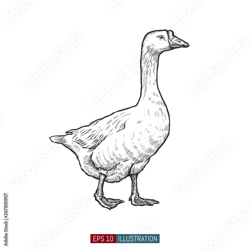 Hand drawn goose isolated. Engraved style vector illustration. Template for your design works.