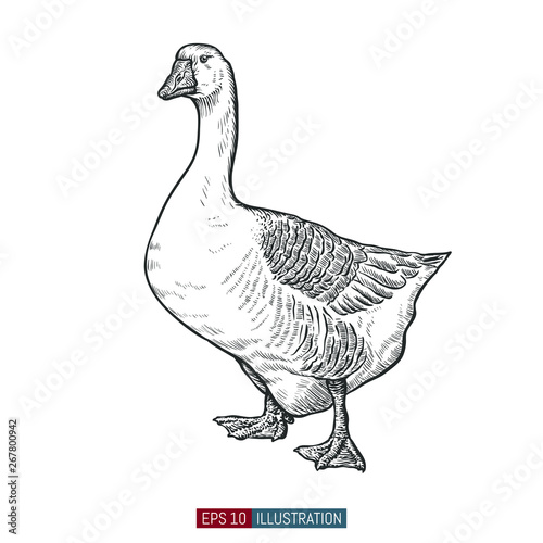 Fototapet Hand drawn goose isolated