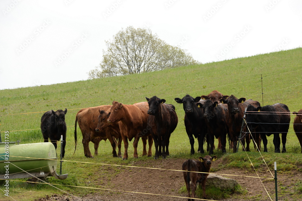 Neugierig. Angus Rinderherde steht auf der Weide Neugierig. Angus Rinderherde steht auf der Weide