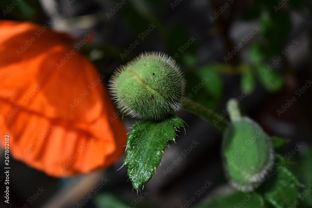 green leaf on tree green leaf on tree