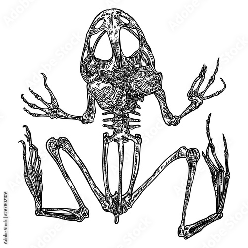 Frog skeleton on white background isolated, hand drawing. Vector.