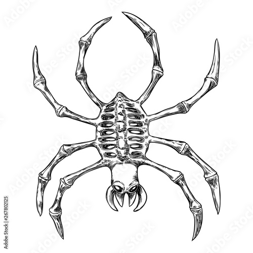 Black spider close up, big scary spider isolated, poisonous insect , arachnophobia background, drawing tattoo design. Drawn witchcraft, voodoo magic attribute. Illustration for Halloween. Vector.