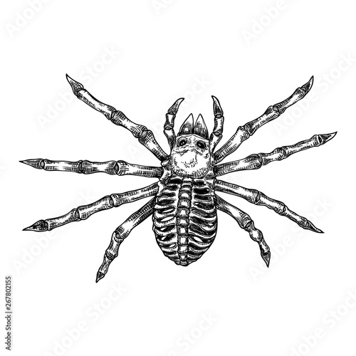 Black spider close up, big scary spider isolated, poisonous insect , arachnophobia background, drawing tattoo design. Drawn witchcraft, voodoo magic attribute. Illustration for Halloween. Vector. © desertsands